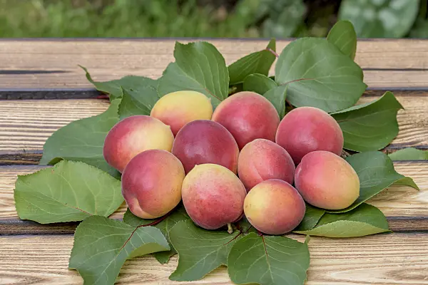 575222 - Apricot (Prunus armeniaca 'Vanilla Cot')