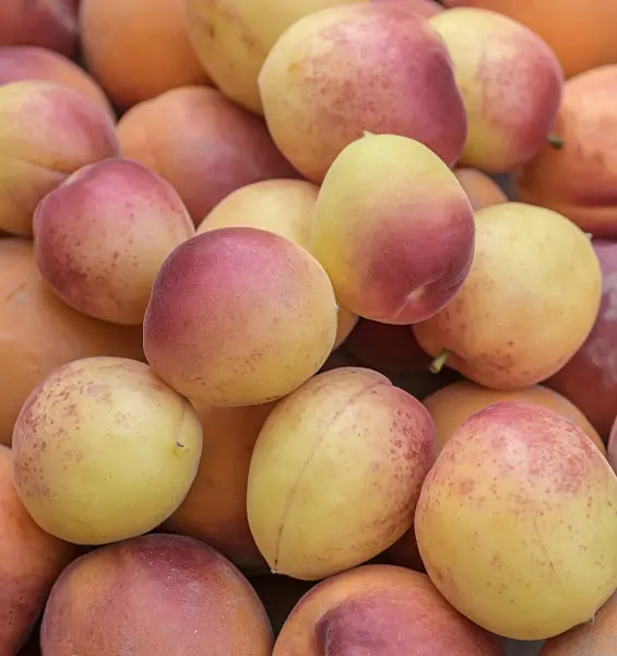 575223 - Apricot (Prunus armeniaca 'Vanilla Cot')