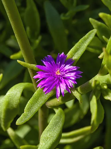 427263 - Aptenia lancifolia