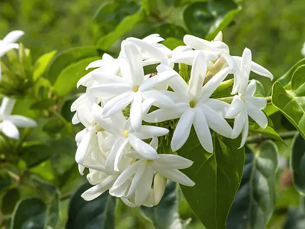 434195 - Arabian jasmine (Jasminum sambac)