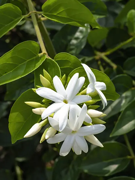 434196 - Arabian jasmine (Jasminum sambac)