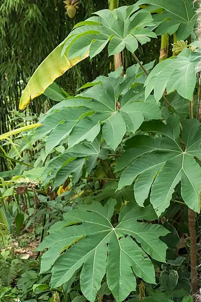 675376 - Aralie à papier de Chine (Tetrapanax papyrifer 'Rex')