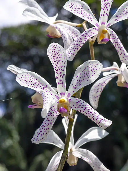 434134 - Aranda Christine Alba