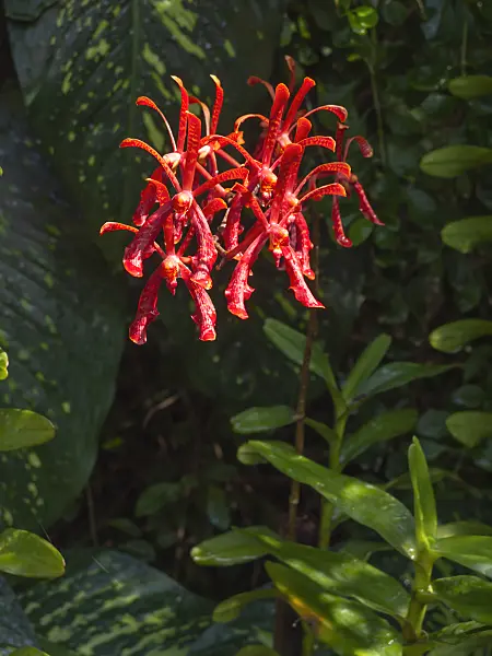 434416 - Aranthera Gloria Macapagal-Arroyo
