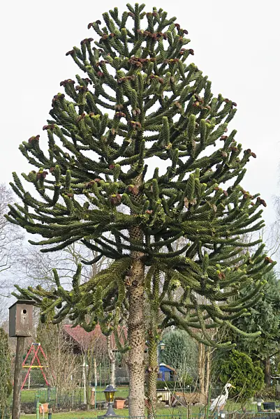 565033 - Araucaria du Chili (Araucaria araucana)