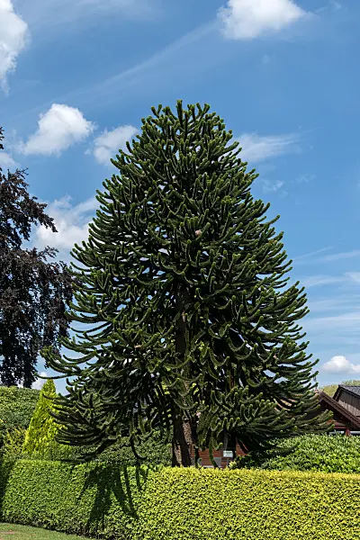 675016 - Araucaria du Chili (Araucaria araucana)