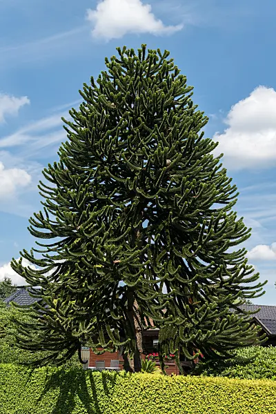 675017 - Araucaria du Chili (Araucaria araucana)