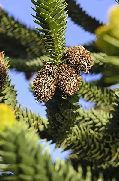 525348 - Araucaria du Chili (Araucaria araucana) avec des fleurs fanées mâles