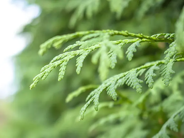 417032 - Arborvitae (Thuja)