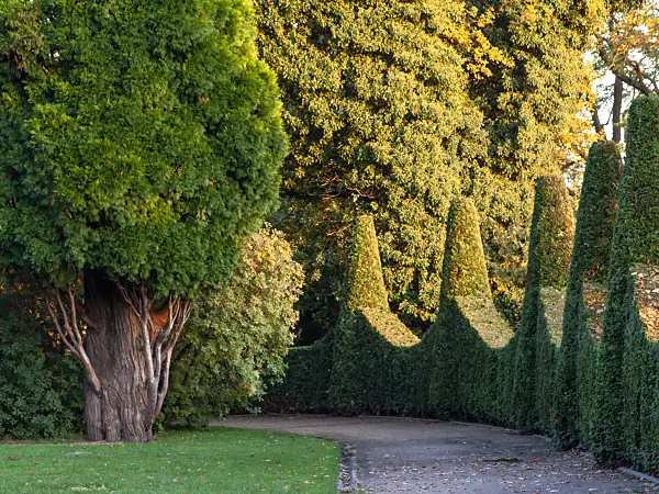 465301 - Arborvitae (Thuja), Roman Garden, Hamburg, Germany