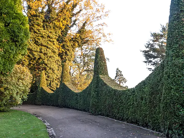 465302 - Arborvitae (Thuja), Roman Garden, Hamburg, Germany