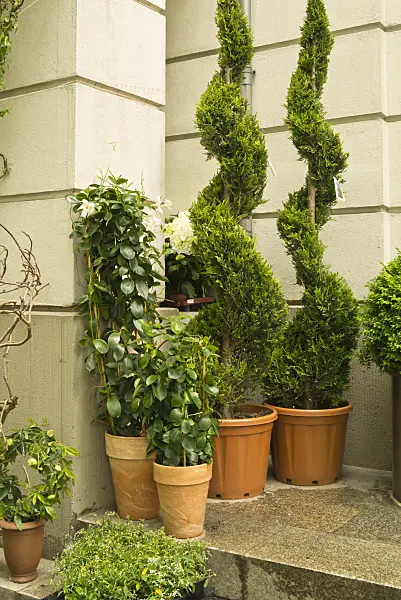 545053 - Arborvitae (Thuja) with spiral shape