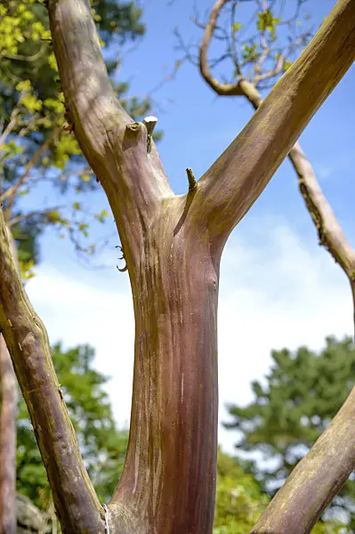 593029 - Arbousier (Arbutus x andrachnoides)