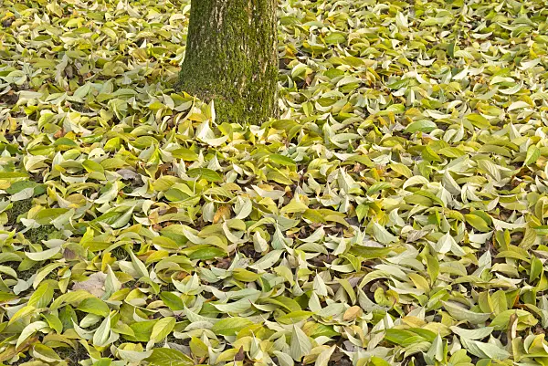 562023 - Arbre à gomme (Eucommia ulmoides)