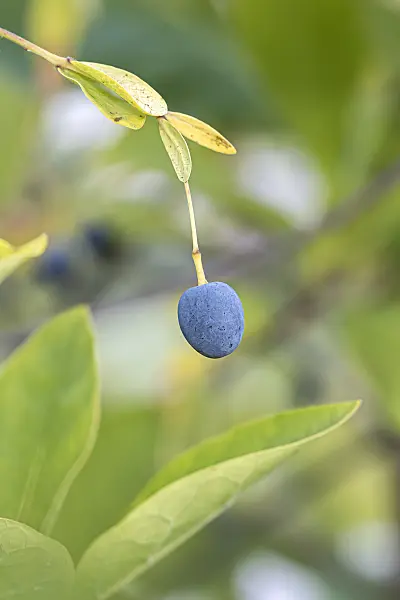 651167 - Arbre à neige (Chionanthus virginicus)