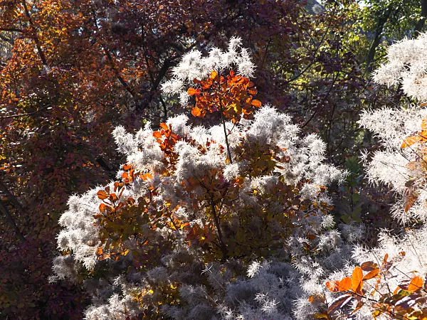 465242 - Arbre à perruque (Cotinus coggygria)