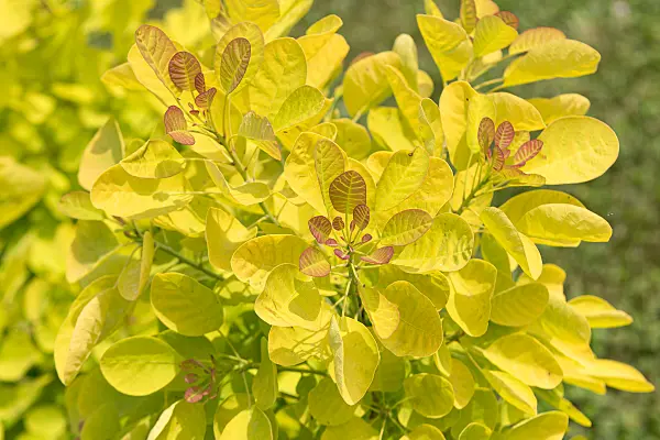 664107 - Arbre à perruque (Cotinus coggygria 'Golden Lady')
