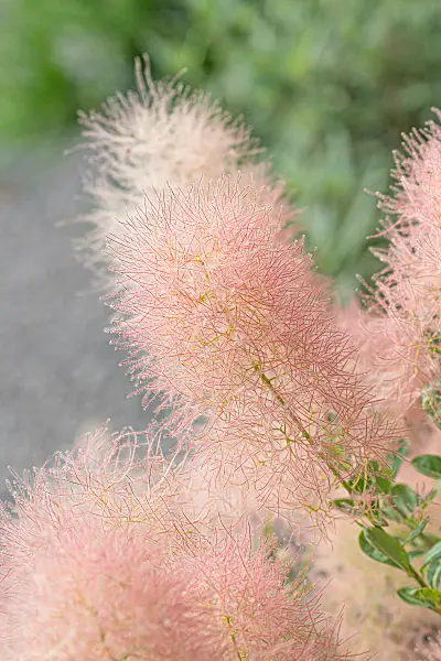 664106 - Arbre à perruque (Cotinus coggygria 'Young Lady')