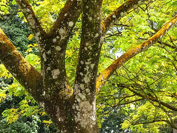 434051 - Arbre à pluie (Albizia saman 'Yellow')