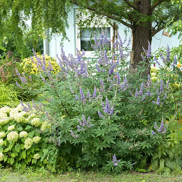 664473 - Arbre au poivre (Vitex agnus-castus 'Latifolia')