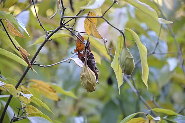 517150 - Arbre aux anémones (Calycanthus floridus)