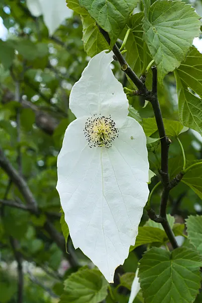 672035 - Arbre aux mouchoirs (Davidia involucrata)