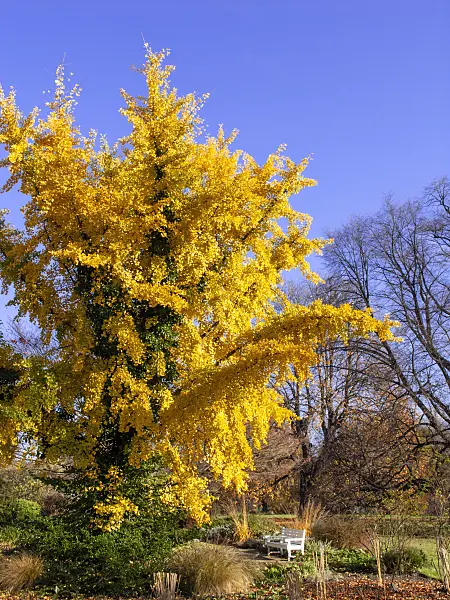 431072 - Arbre aux quarante écus (Ginkgo biloba)