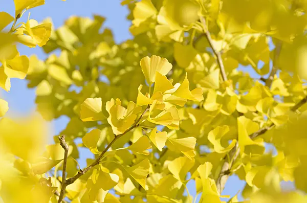 501103 - Arbre aux quarante écus (Ginkgo biloba)