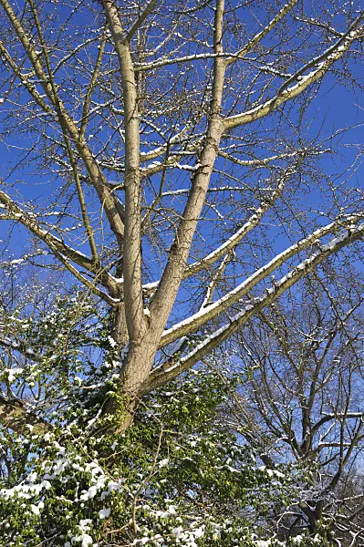 517054 - Arbre aux quarante écus (Ginkgo biloba)