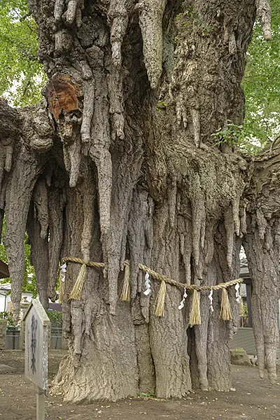 616398 - Arbre aux quarante écus (Ginkgo biloba)