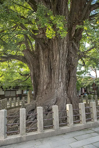 616399 - Arbre aux quarante écus (Ginkgo biloba)