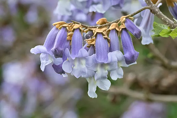 675267 - Arbre d'Anna Paulowna (Paulownia tomentosa)