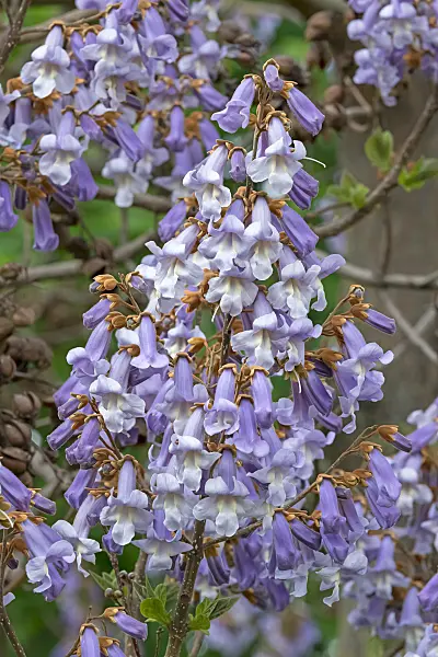 675269 - Arbre d'Anna Paulowna (Paulownia tomentosa)