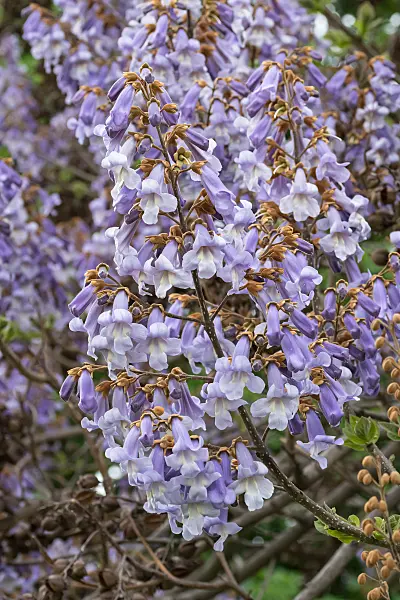 675270 - Arbre d'Anna Paulowna (Paulownia tomentosa)