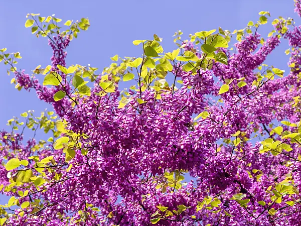437229 - Arbre de Judée (Cercis siliquastrum)