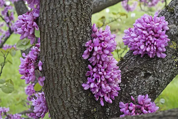 608047 - Arbre de Judée (Cercis siliquastrum)