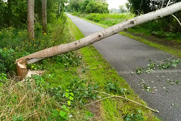 670035 - Arbre rongé par les castors