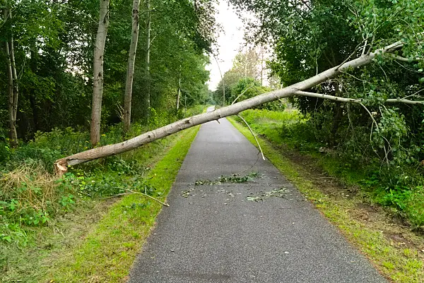 670036 - Arbre rongé par les castors