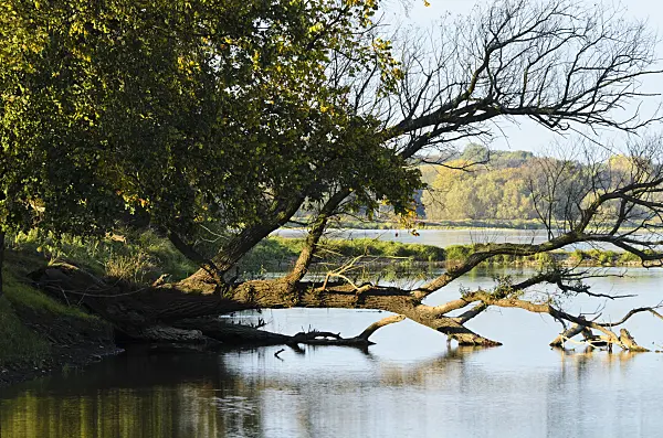 501143 - Arbre tombé dans un paysage de plaine inondable, réserve naturelle d'Oderwiesen, Frankfurt an der Oder, Allemagne