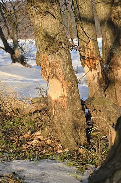 529022 - Arbres rongés par les castors sur la rivière Odra gelée, parc national de la vallée de la Basse-Oder, Allemagne