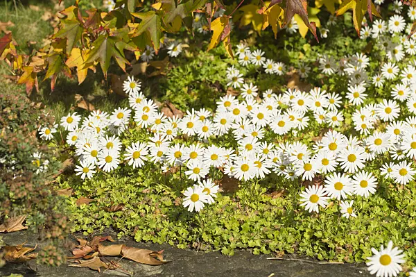 513081 - Arctic chrysanthemum (Arctanthemum arcticum syn. Chrysanthemum arcticum)