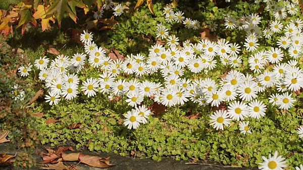 513094 - Arctic chrysanthemum (Arctanthemum arcticum syn. Chrysanthemum arcticum)