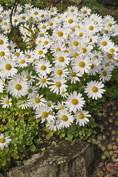 562005 - Arctic chrysanthemum (Arctanthemum arcticum syn. Chrysanthemum arcticum)