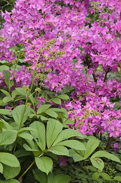 520329 - Arends' azalea (Rhododendron x arendsii) and Rodgersia