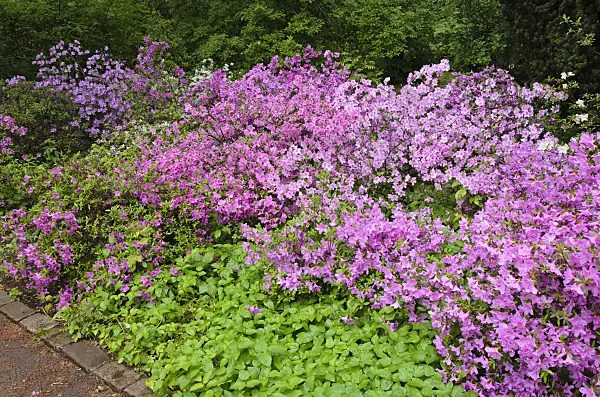 520325 - Arends-Azalee (Rhododendron x arendsii)