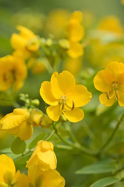 523114 - Argentine senna (Senna corymbosa syn. Cassia corymbosa)