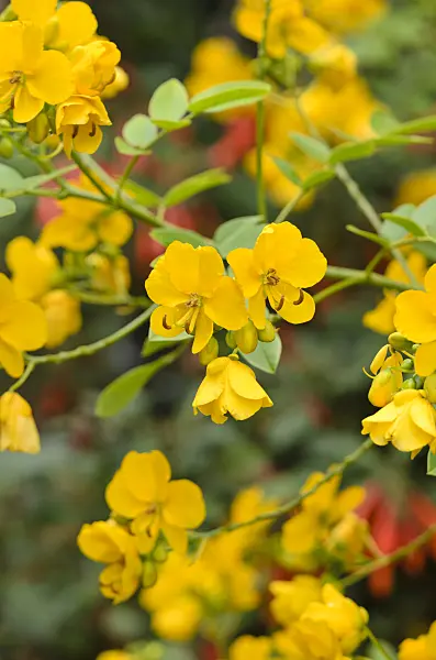 535125 - Argentine senna (Senna corymbosa syn. Cassia corymbosa)