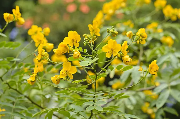 535126 - Argentine senna (Senna corymbosa syn. Cassia corymbosa)