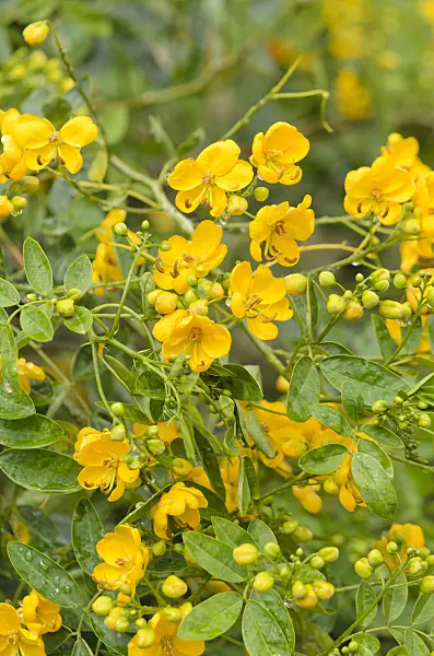 548022 - Argentine senna (Senna corymbosa syn. Cassia corymbosa)