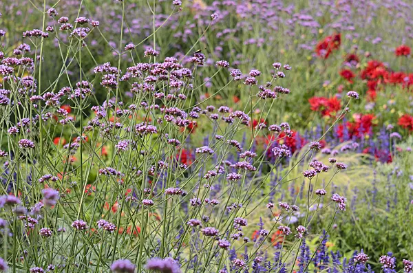 523233 - Argentinisches Eisenkraut (Verbena bonariensis)